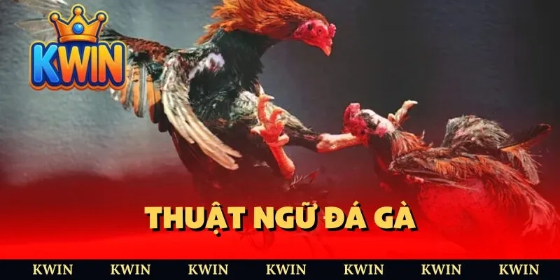Thuật ngữ đá gà